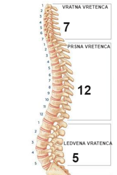 Zgradba-hrbtenice-vretenca