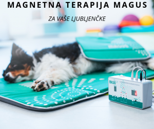 magnetna-terapija-za-hišne-ljubljenčke